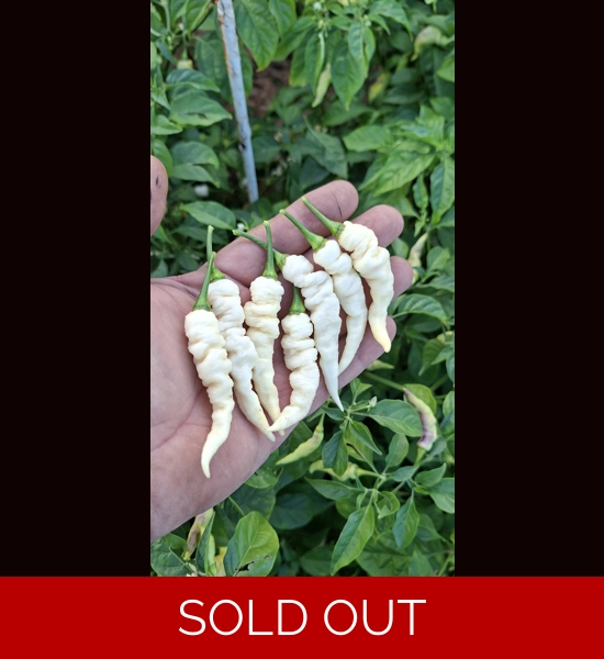 FADDAS WHITE 10+seeds